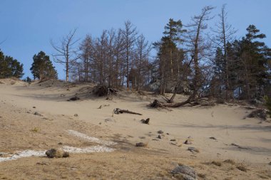 Güzel çam ağaçları mavi gökyüzüne karşı kumda duruyor.