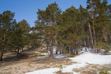 Güzel çam ağaçları mavi gökyüzüne karşı kumda duruyor.