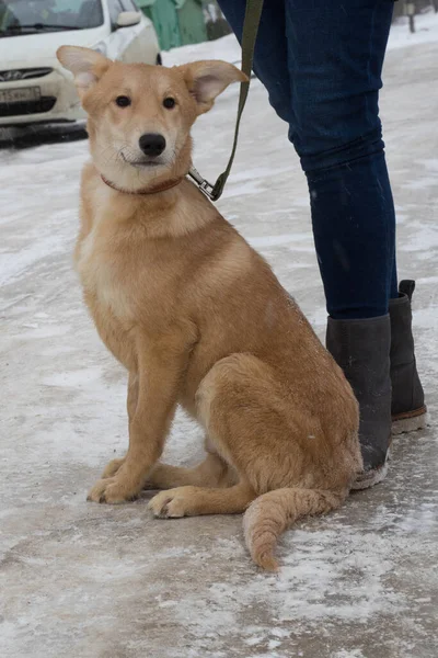 Beige herrelös hund sitter på marken med krage — Stockfoto