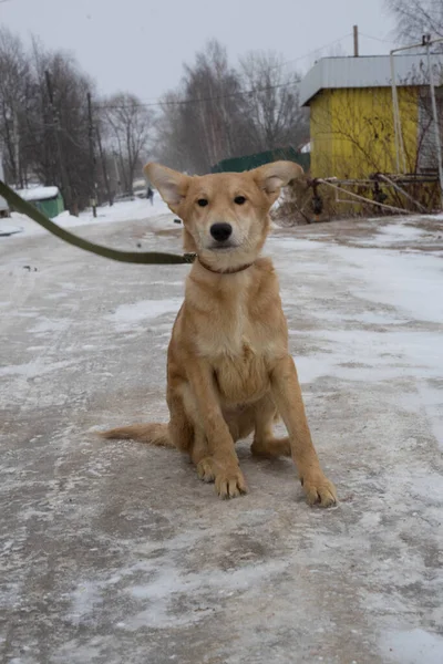 Cane randagio beige seduto a terra con un colletto — Foto Stock