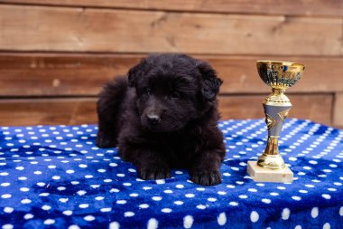 Masadaki küçük siyah köpek yavrusu