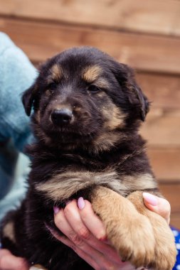 Masadaki küçük siyah köpek yavrusu