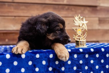 Masadaki küçük siyah köpek yavrusu