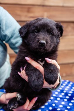 Masadaki küçük siyah köpek yavrusu
