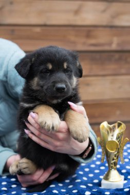 Masadaki küçük siyah köpek yavrusu