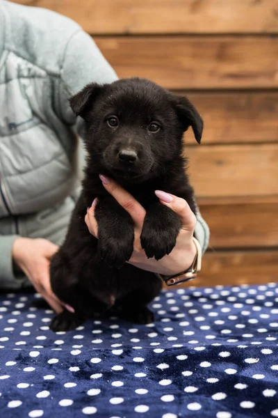 Masadaki küçük siyah köpek yavrusu — Stok fotoğraf