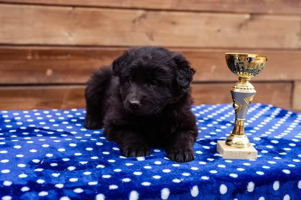 Masadaki küçük siyah köpek yavrusu