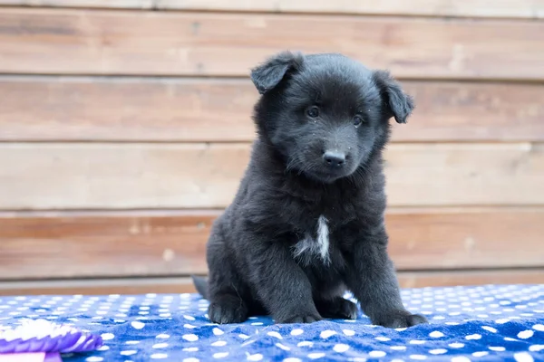 Pequeno filhote de cachorro preto na mesa — Fotografia de Stock