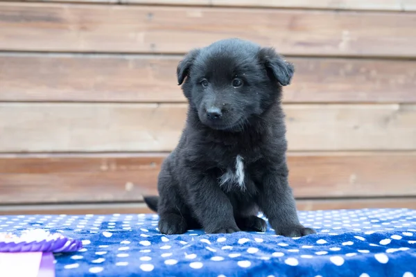 Pequeno filhote de cachorro preto na mesa — Fotografia de Stock