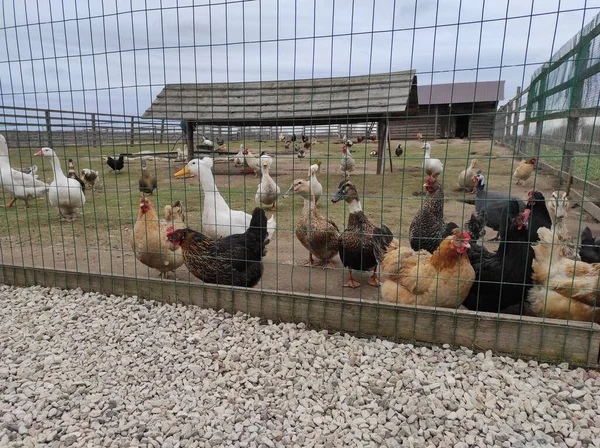 poultry behind bars: chickens, ducks and geese