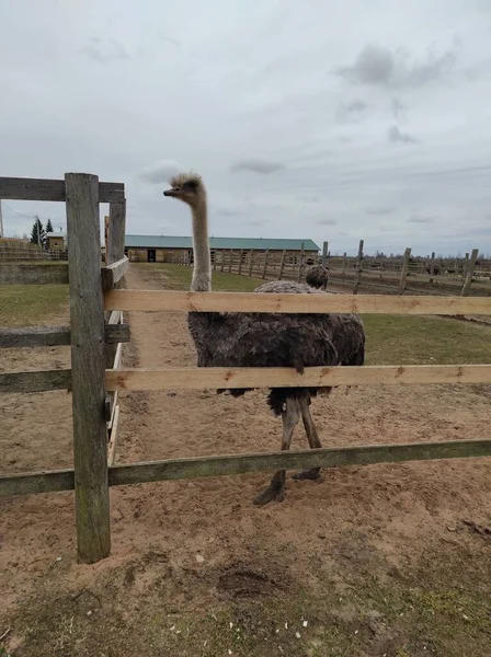 Un avestruz está detrás de una cerca en el suelo — Foto de Stock