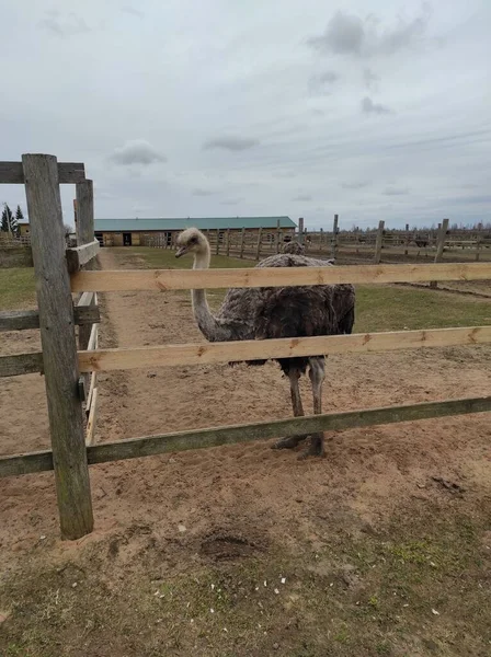 Un avestruz está detrás de una cerca en el suelo — Foto de Stock