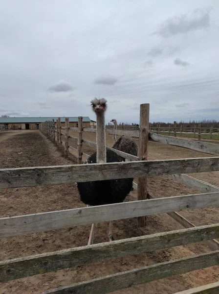 Uma avestruz fica atrás de uma cerca no chão — Fotografia de Stock