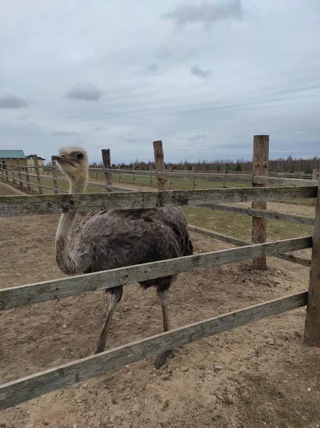 Un avestruz está detrás de una cerca en el suelo —  Fotos de Stock