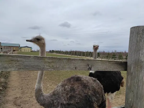 Une autruche se tient derrière une clôture sur le sol — Photo