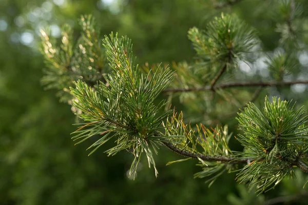 Green twigs of pine in the sun during the day — Stock fotografie