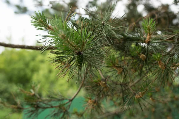 Green twigs of pine in the sun during the day — Photo