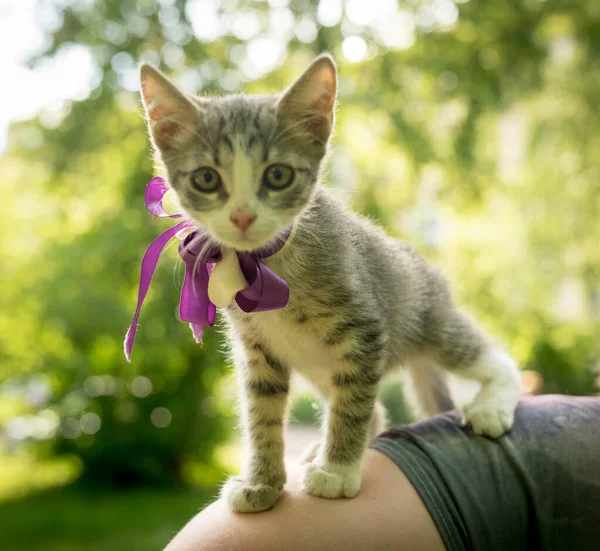 Gris - gatito callejero blanco con un arco — Foto de Stock