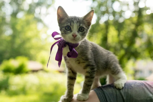 Gris - gatito callejero blanco con un arco — Foto de Stock