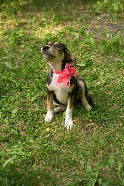 Perro tricolor sin hogar con un arco — Foto de Stock