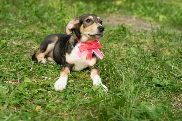 Fiyonklu üç renkli evsiz köpek.