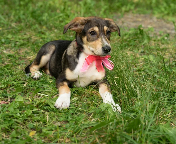 Homeless tricolor dog with a bow — Stockfoto