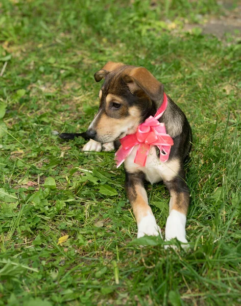 Homeless tricolor dog with a bow — Zdjęcie stockowe