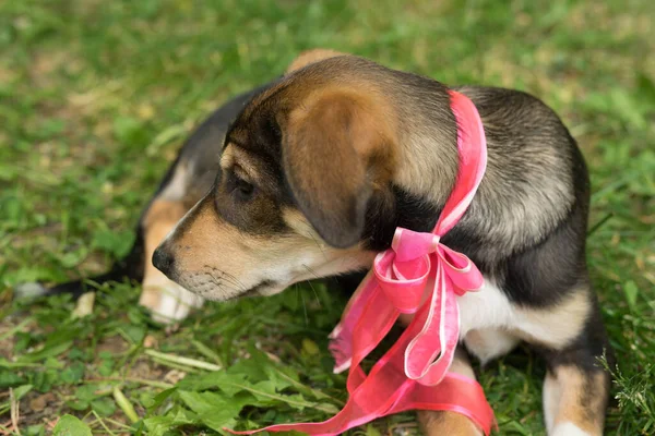 Perro tricolor sin hogar con un arco —  Fotos de Stock