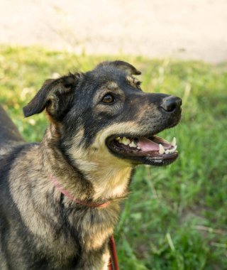 Yazın tasmalı üç renkli başıboş köpek.