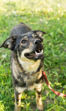 Yazın tasmalı üç renkli başıboş köpek.