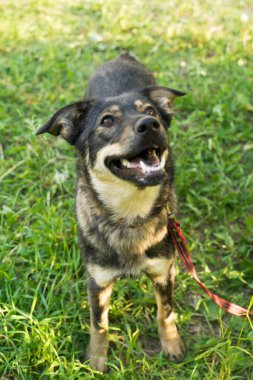 Yazın tasmalı üç renkli başıboş köpek.