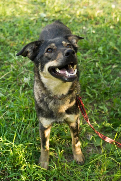 Tricolor stray dog on a leash in summer — Stock fotografie