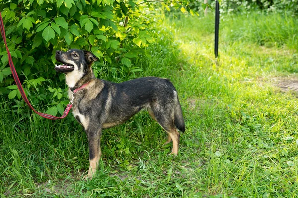 Τρίχρωμος αδέσποτος σκύλος με λουρί το καλοκαίρι — Φωτογραφία Αρχείου