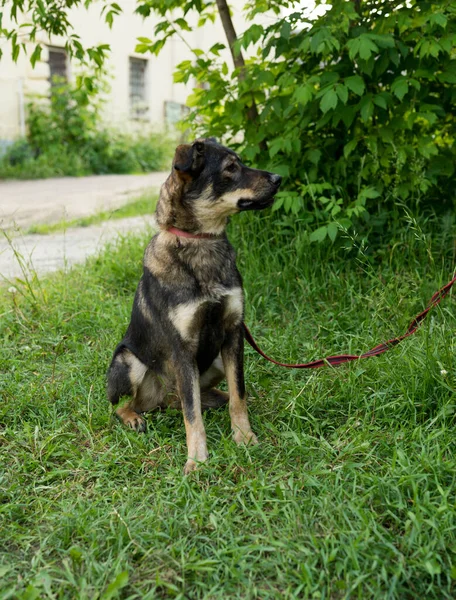 Perro callejero tricolor con correa en verano — Foto de Stock