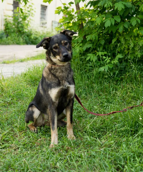 Tricolor stray dog on a leash in summer — Stock fotografie