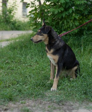 Tasmalı üç renkli başıboş köpek.