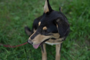 Tasmalı üç renkli başıboş köpek.
