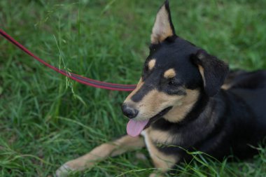 Tasmalı üç renkli başıboş köpek.