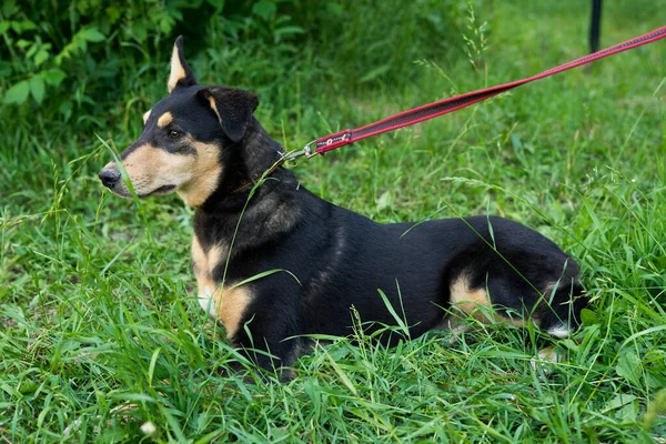 Tricolor stray dog on a leash — Stock fotografie