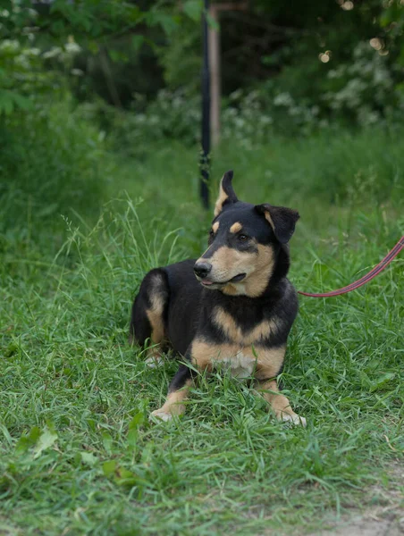 Perro callejero tricolor con una correa — Foto de Stock