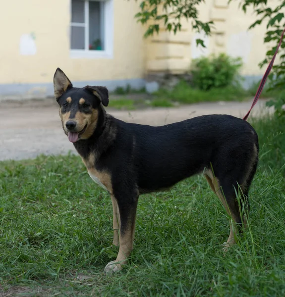 Tricolor stray dog on a leash — Stockfoto