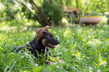 Siyah ve kırmızı kurdeleli evsiz köpek yavrusu