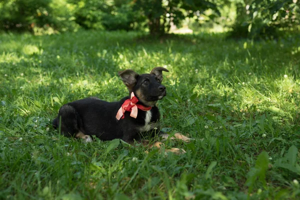 Negro y rojo sin hogar cachorro con un arco — Foto de Stock