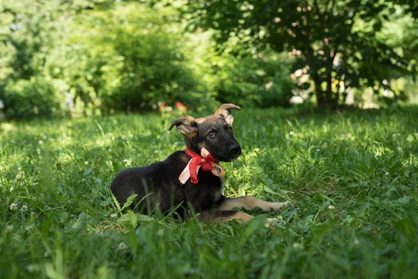 Черный и красный бездомный щенок с луком — стоковое фото