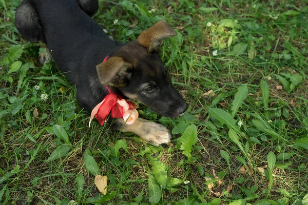 Negro y rojo sin hogar cachorro con un arco — Foto de Stock