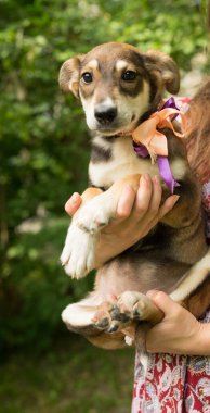 Tasması ve yayı olan üç renkli evsiz köpek yavrusu.