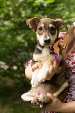 Tasması ve yayı olan üç renkli evsiz köpek yavrusu.