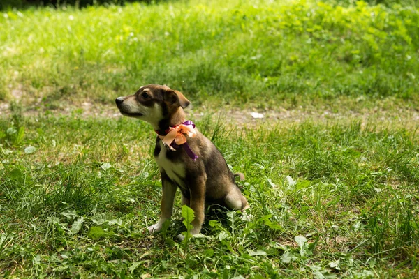 Cachorro tricolor sin hogar con un collar y un lazo — Foto de Stock