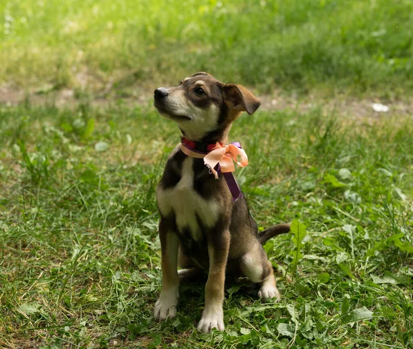 Cachorro tricolor sin hogar con un collar y un lazo — Foto de Stock
