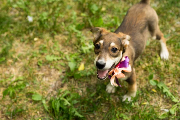 Cachorro tricolor sin hogar con un collar y un lazo — Foto de Stock